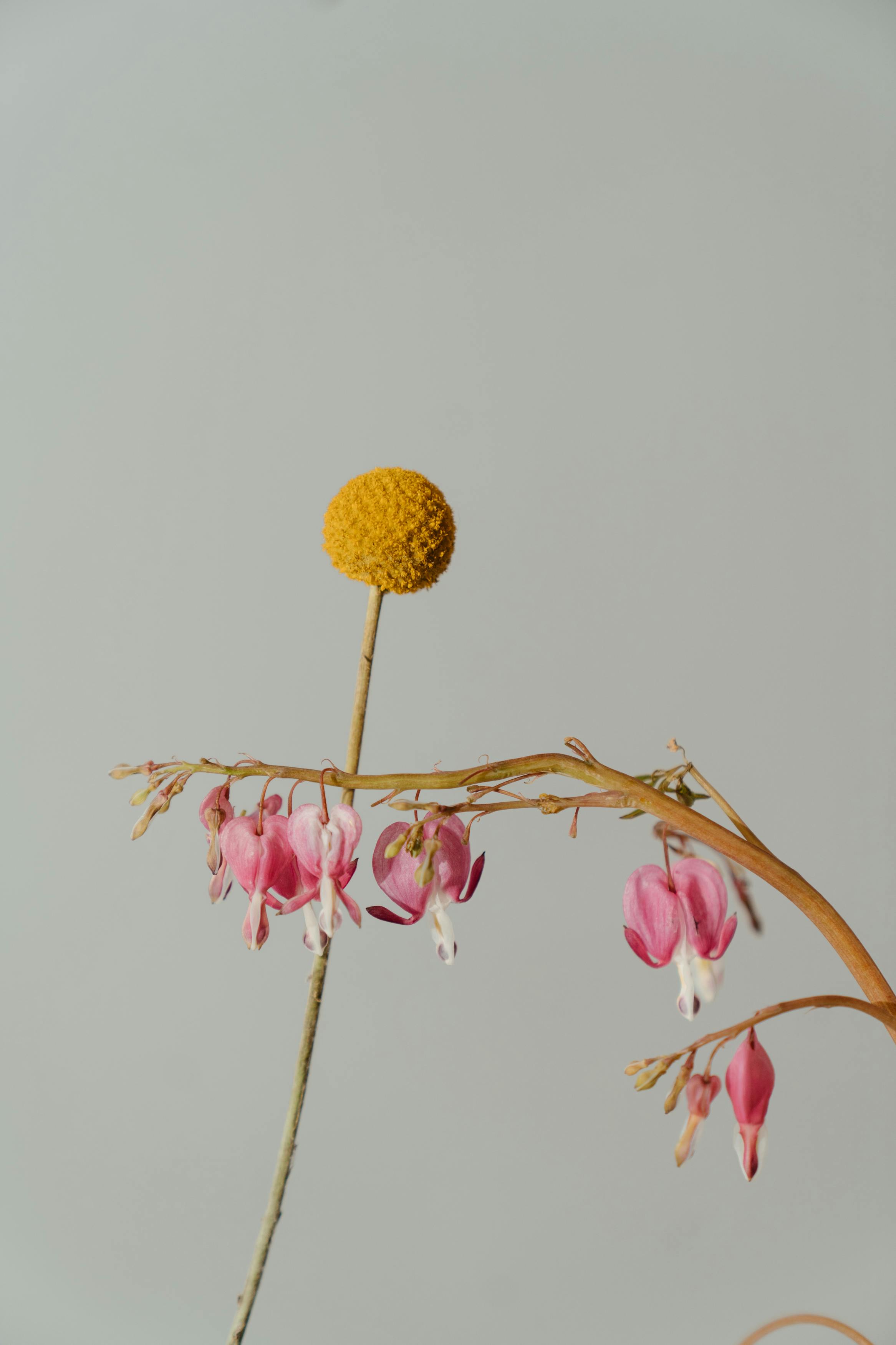 photo of flowers against white background