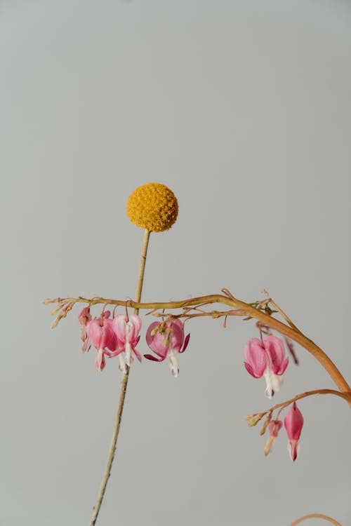 craspedia, 금낭화 spectabili, 꽃의 무료 스톡 사진