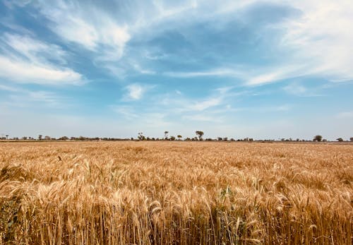 Scenic View of a Wheat Field