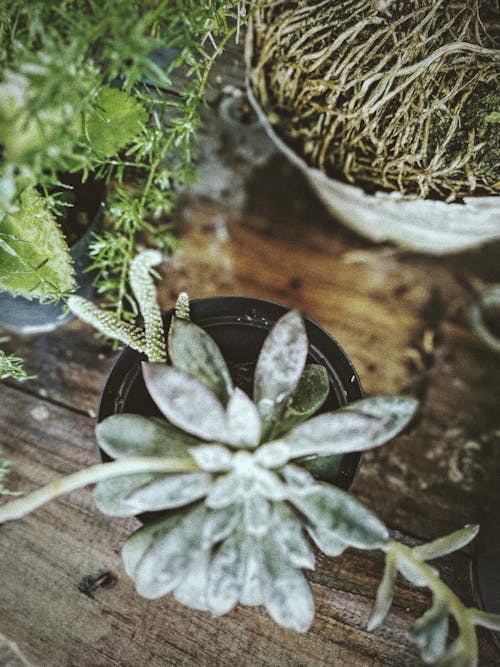 Ücretsiz Bahçe, bitki örtüsü, bitkiler içeren Ücretsiz stok fotoğraf Stok Fotoğraflar