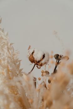 在柔软的背景下，艺术特写展现了以棉花球和桉树为特色的干花束
