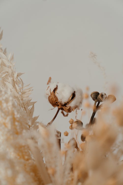 Free White Flowers in Tilt Shift Lens Stock Photo