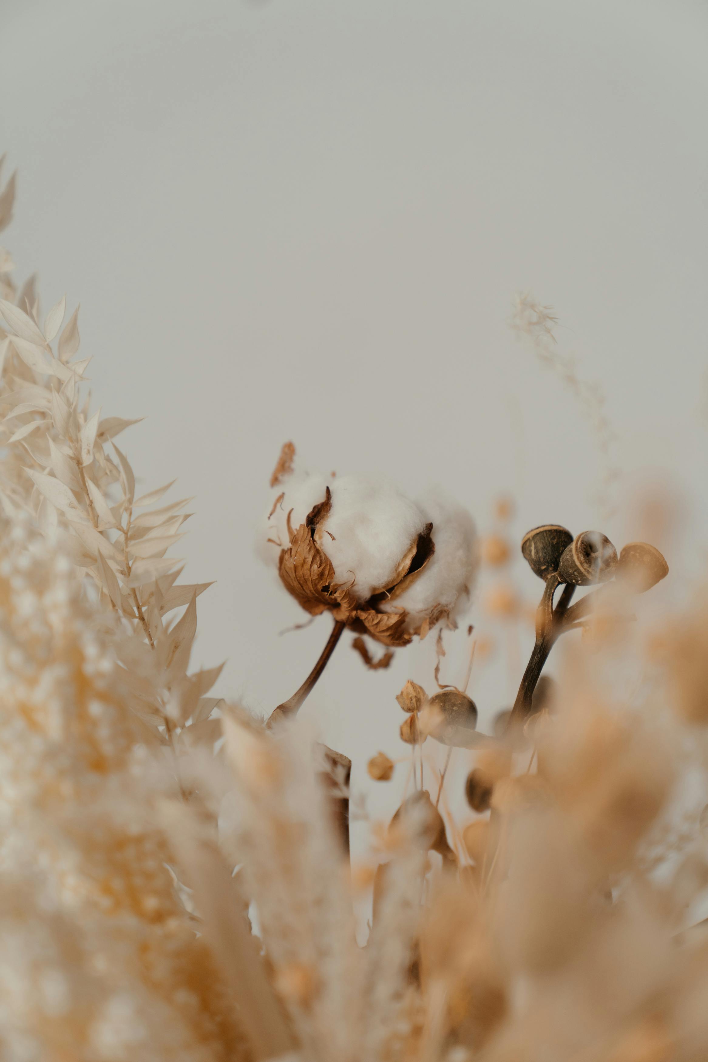 Dried Flowers Photos, Download The BEST Free Dried Flowers Stock Photos &  HD Images