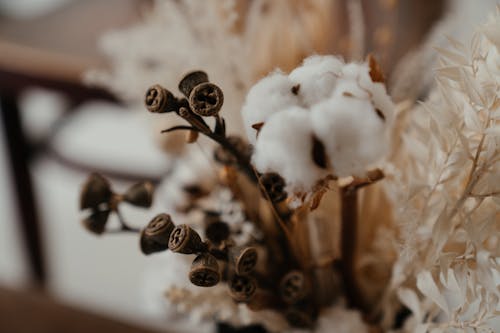 Brown and Black Plant Covered With Snow