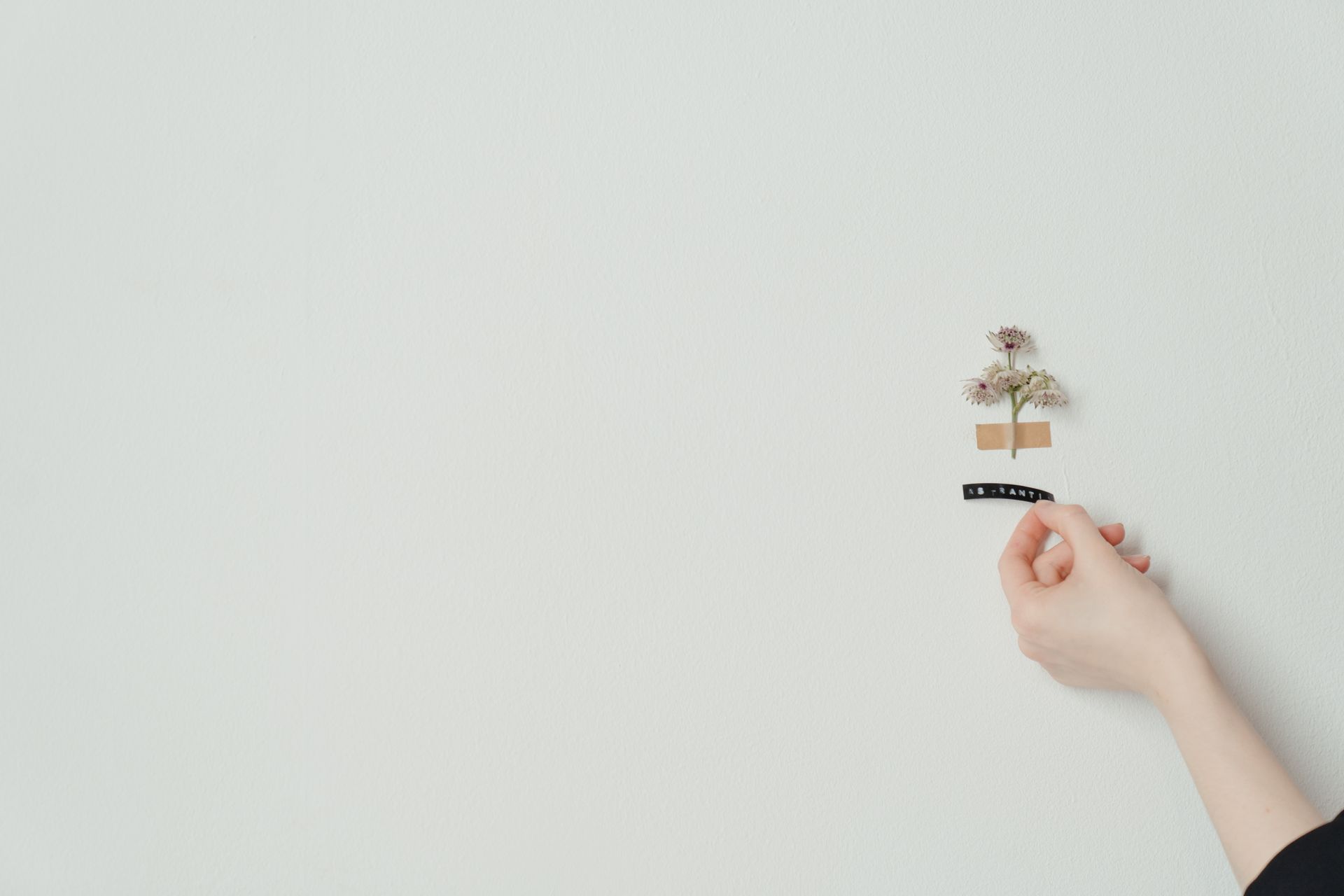 Minimalistic herbarium composition featuring dried Astrantia flowers with labeling and copy space.