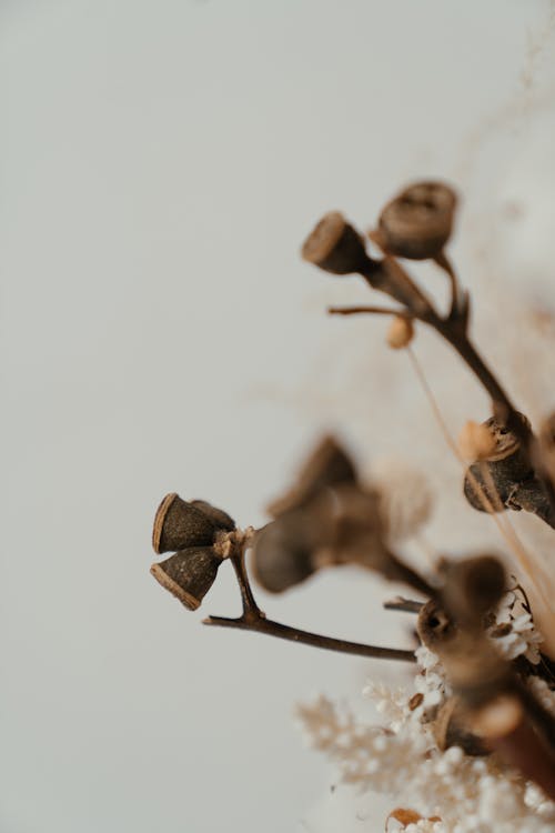 Brown and White Flower Buds