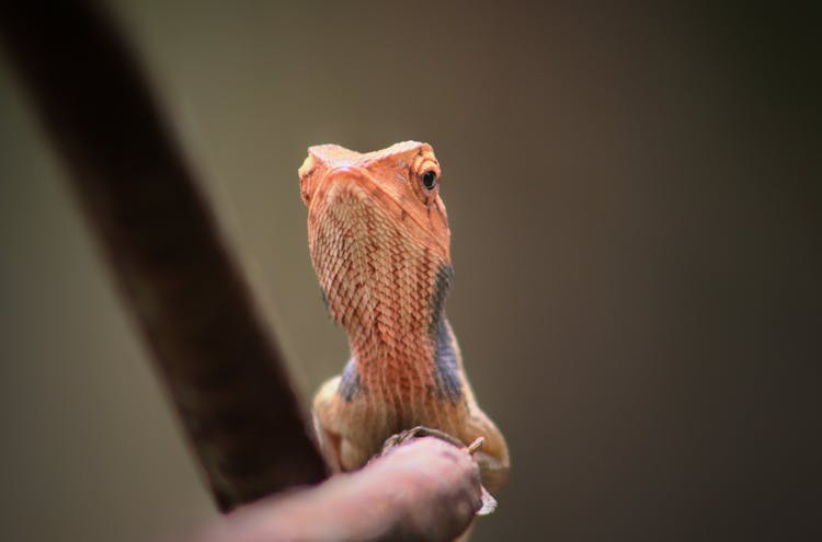 Funny Lizard On Tree Twig In Forest