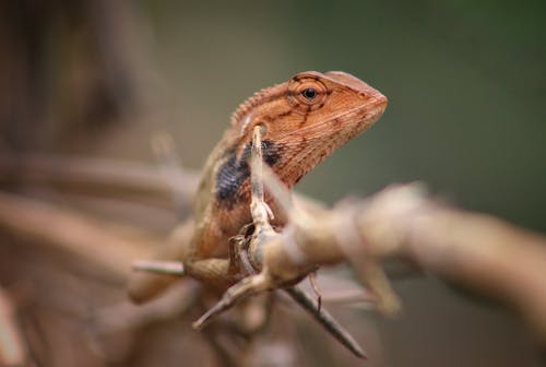Tiny orange lizard on tree in forest