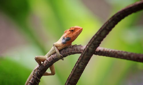 Free Curious orange lizard resting on leafless tree twig against blurred garden environment Stock Photo