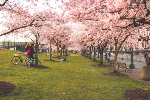 Foto stok gratis bunga sakura, di bawah pohon, gang