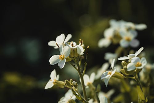 Základová fotografie zdarma na téma alyssum, flóra, jemný