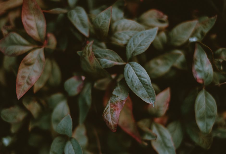 A detailed close-up of lush green leaves with subtle red accents, showcasing nature's vibrant beauty.