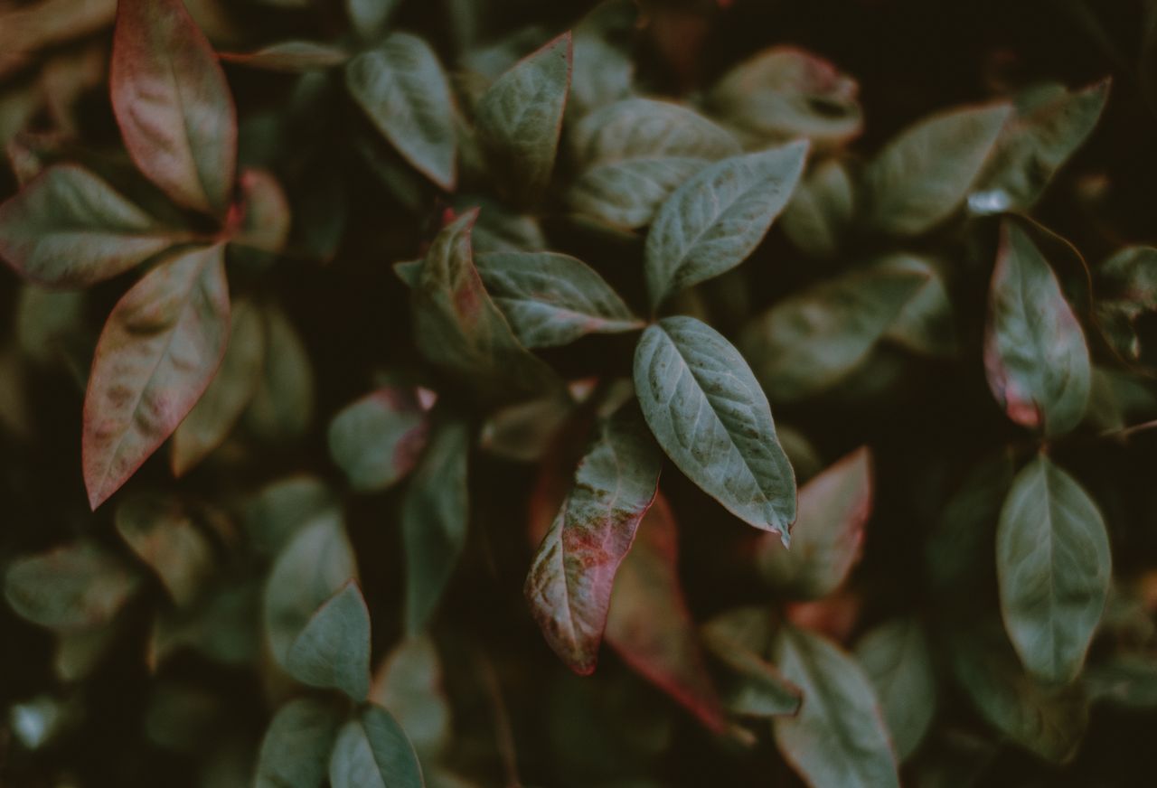 a detailed close up of lush green leaves with subtle red accents showc
