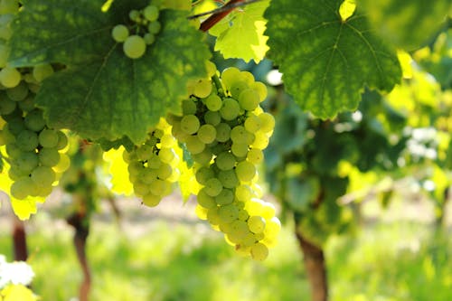 Selective Focus Photo of Green Grapes Hanging on a Branch