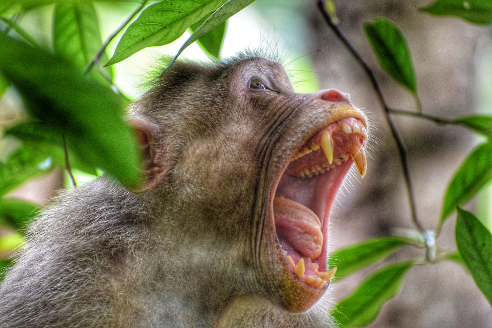 Side view of a macaque monkey with mouth wide open amidst lush green foliage.