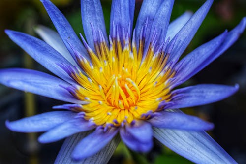 Closeup of fresh delicate colorful blue lotus growing on blurred background of nature