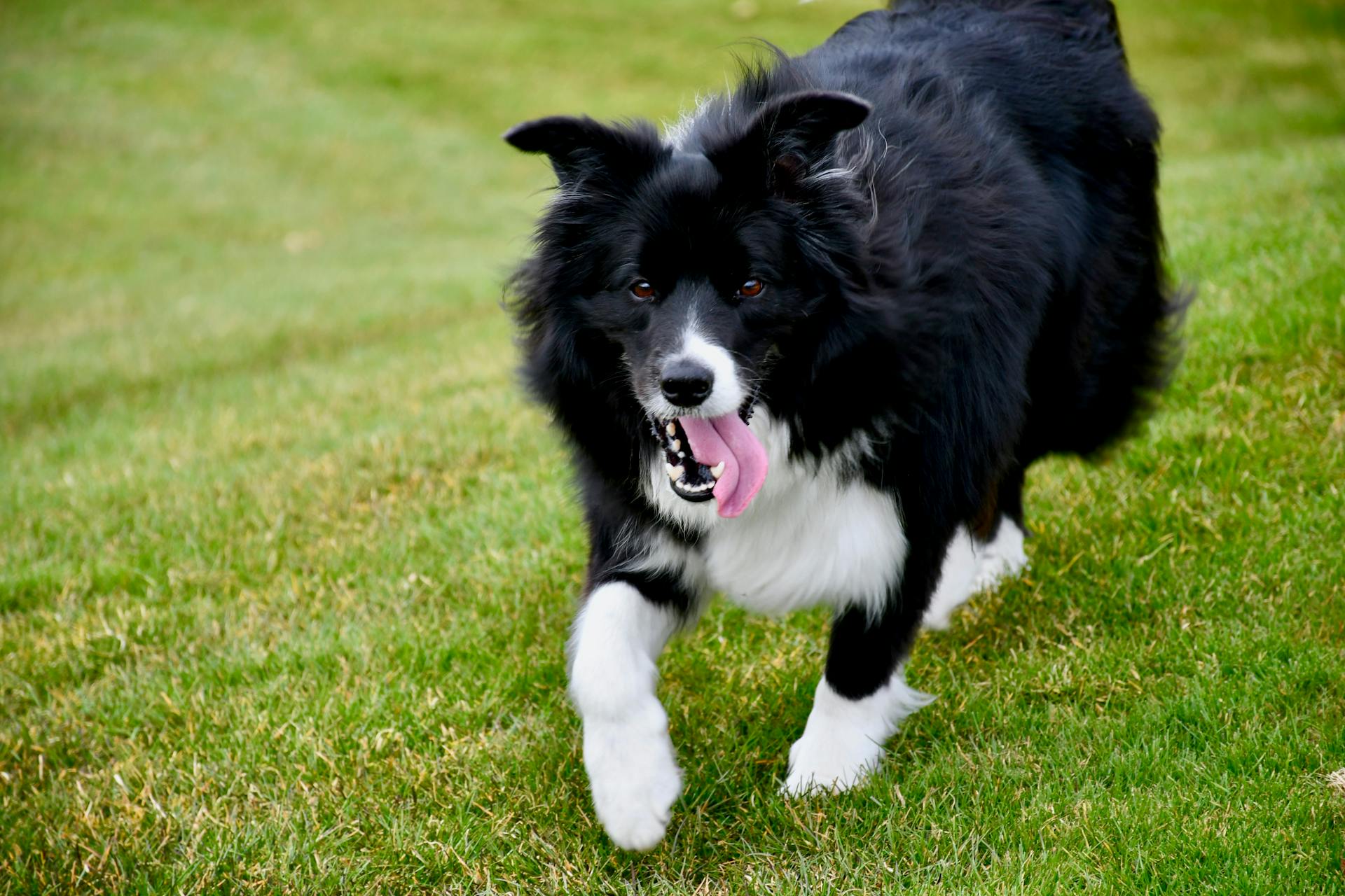 Close-Up Photograph of a Black and White Border Collie