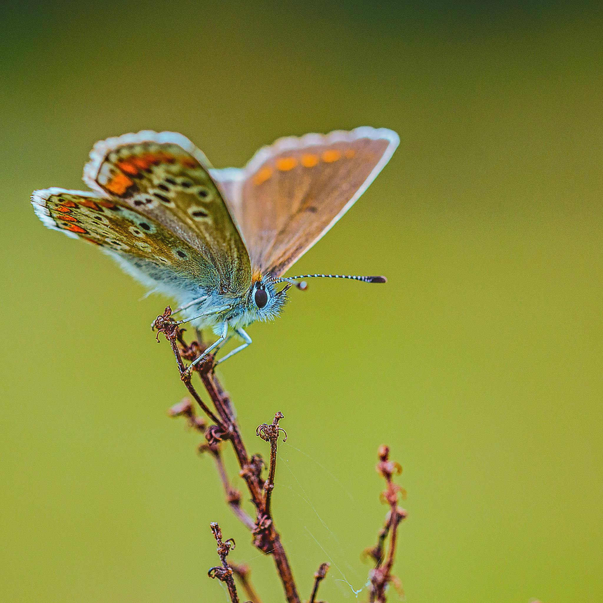Small common blue butterfly sitting on thin twig in wildlife against blurred green background