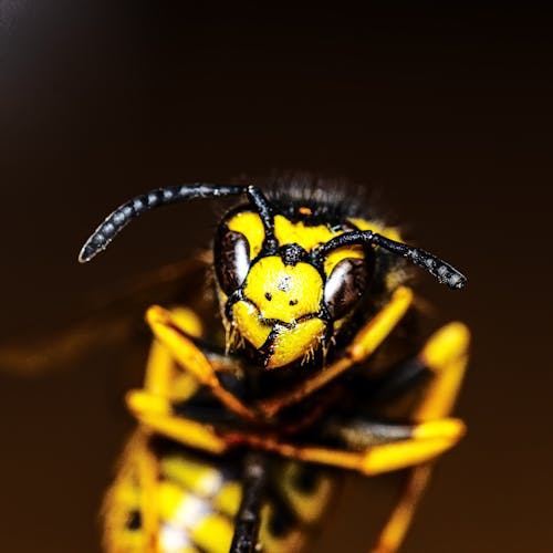 Dangerous small yellow wasp on dark background