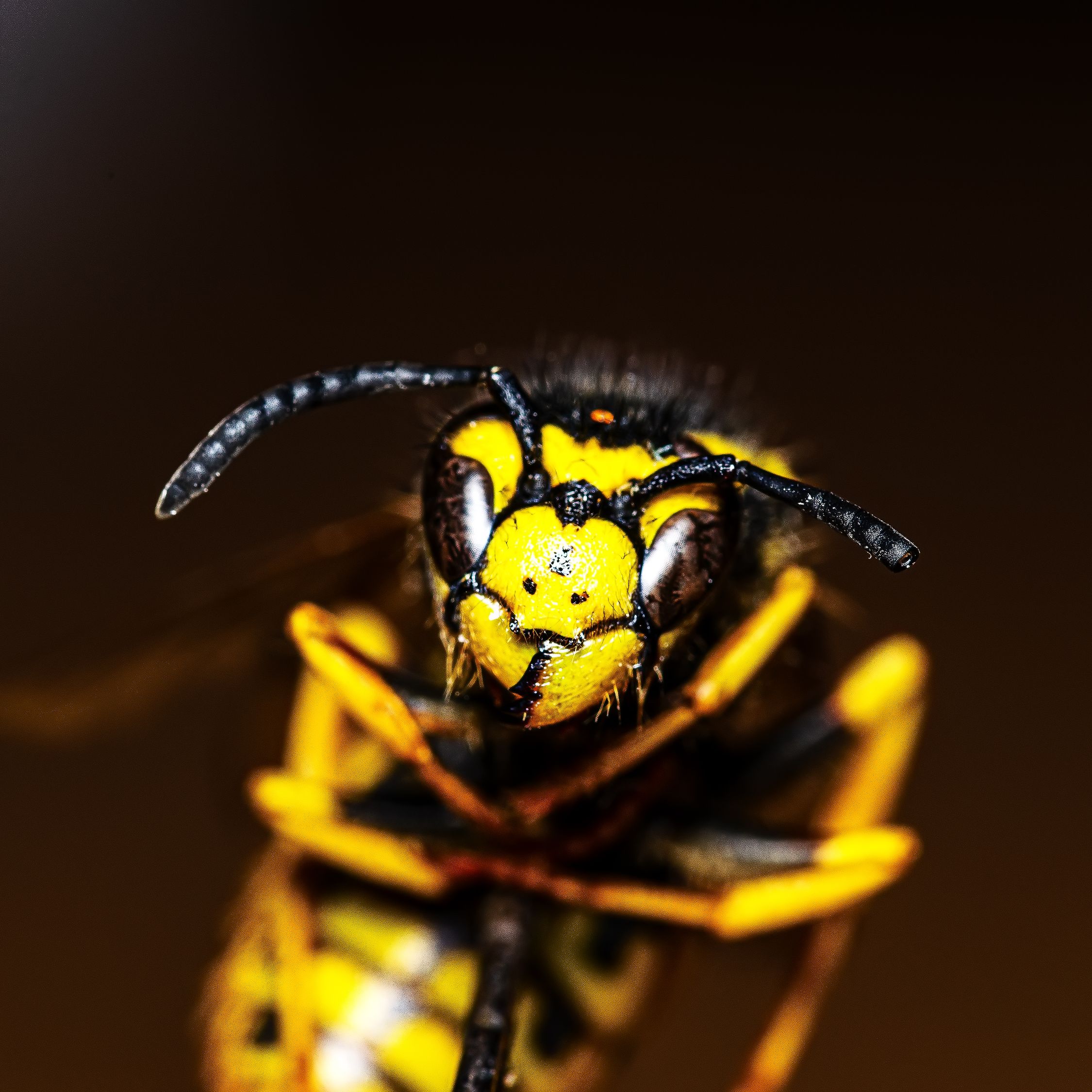 Dangerous Small Yellow Wasp On Dark Background Free Stock Photo dangerous-small-yellow-wasp-on-dark-background-free-stock-photo