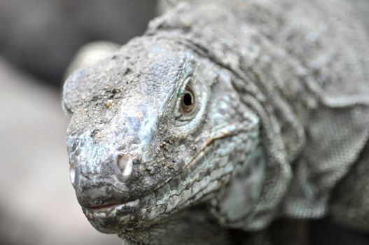 Intricate detail of an iguana's skin in a natural outdoor setting.