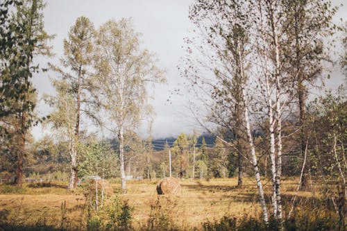 Tall Trees on the Field