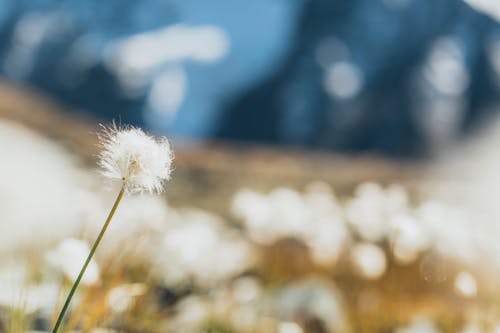 White Dandelion in Close Up Photography