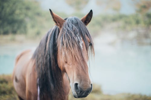 Close-Up Shot of a Horse