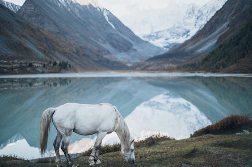 A White Horse Standing near a Lake