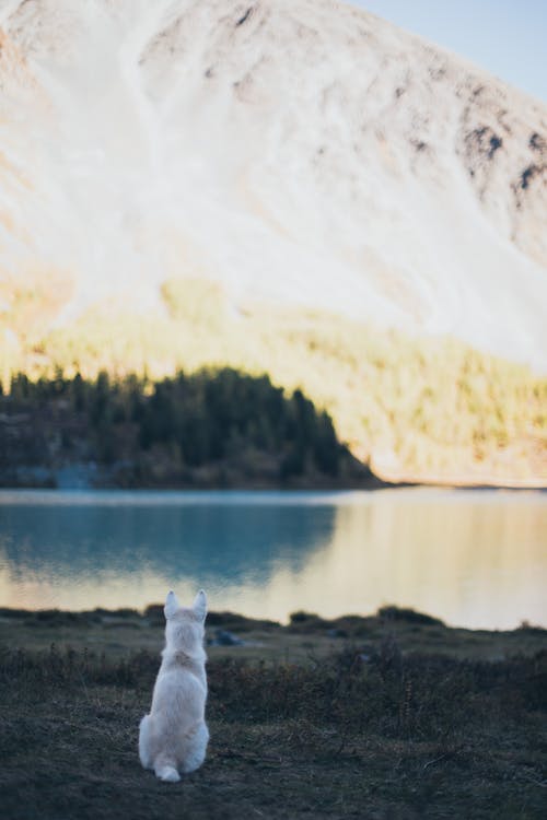 Small dog sitting near lake in highland