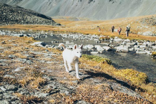 Kostenloses Stock Foto zu canidae, felsig, fluss