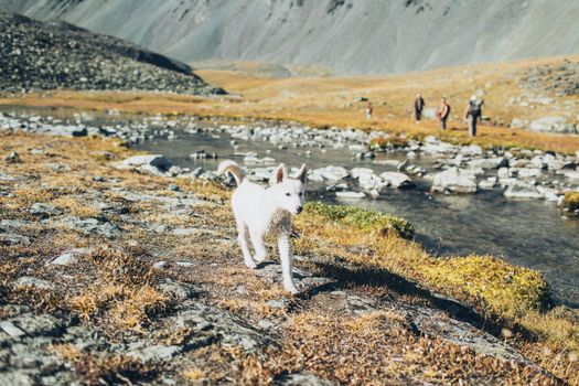 White Dog Walking on Riverbank