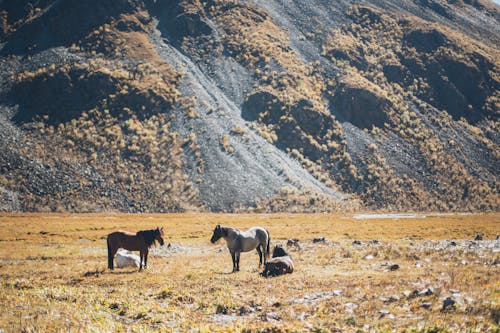 Kostenloses Stock Foto zu lebende tiere, pferde, tiere