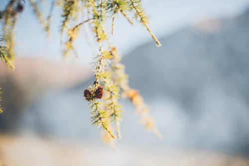 arka plan bulanıklık, çam ağacı, Çam kozalakları içeren Ücretsiz stok fotoğraf