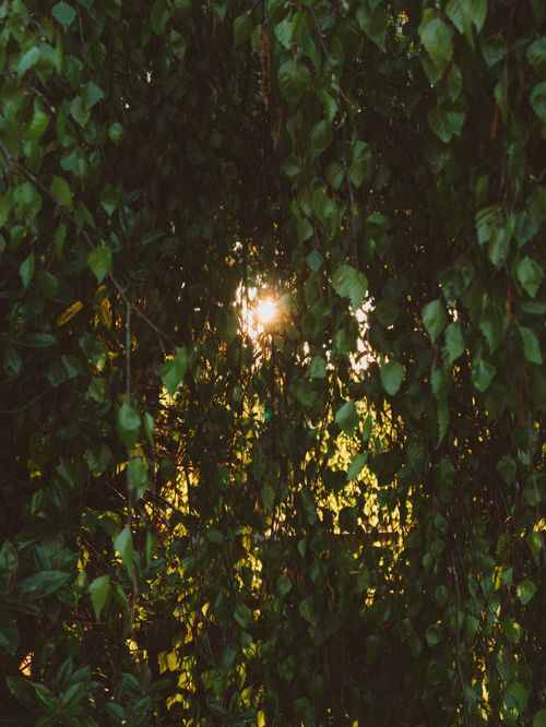 Free Bright ray of sun breaking through dense green foliage of birch in forest Stock Photo