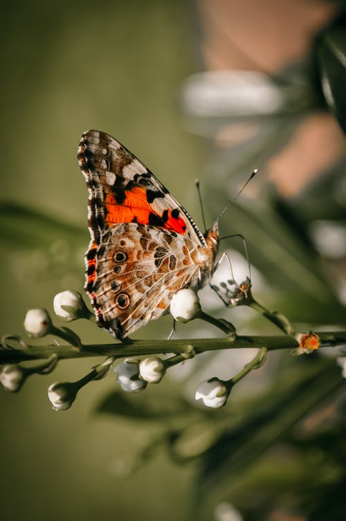 Colorful butterfly on blooming twig