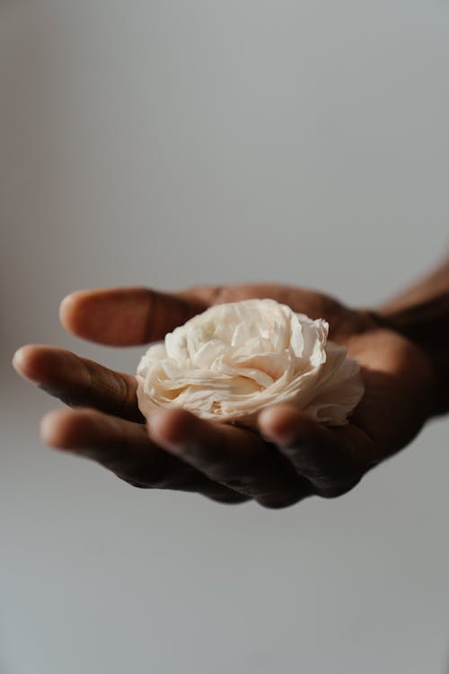 Person Holding White Rose in Close Up Photography