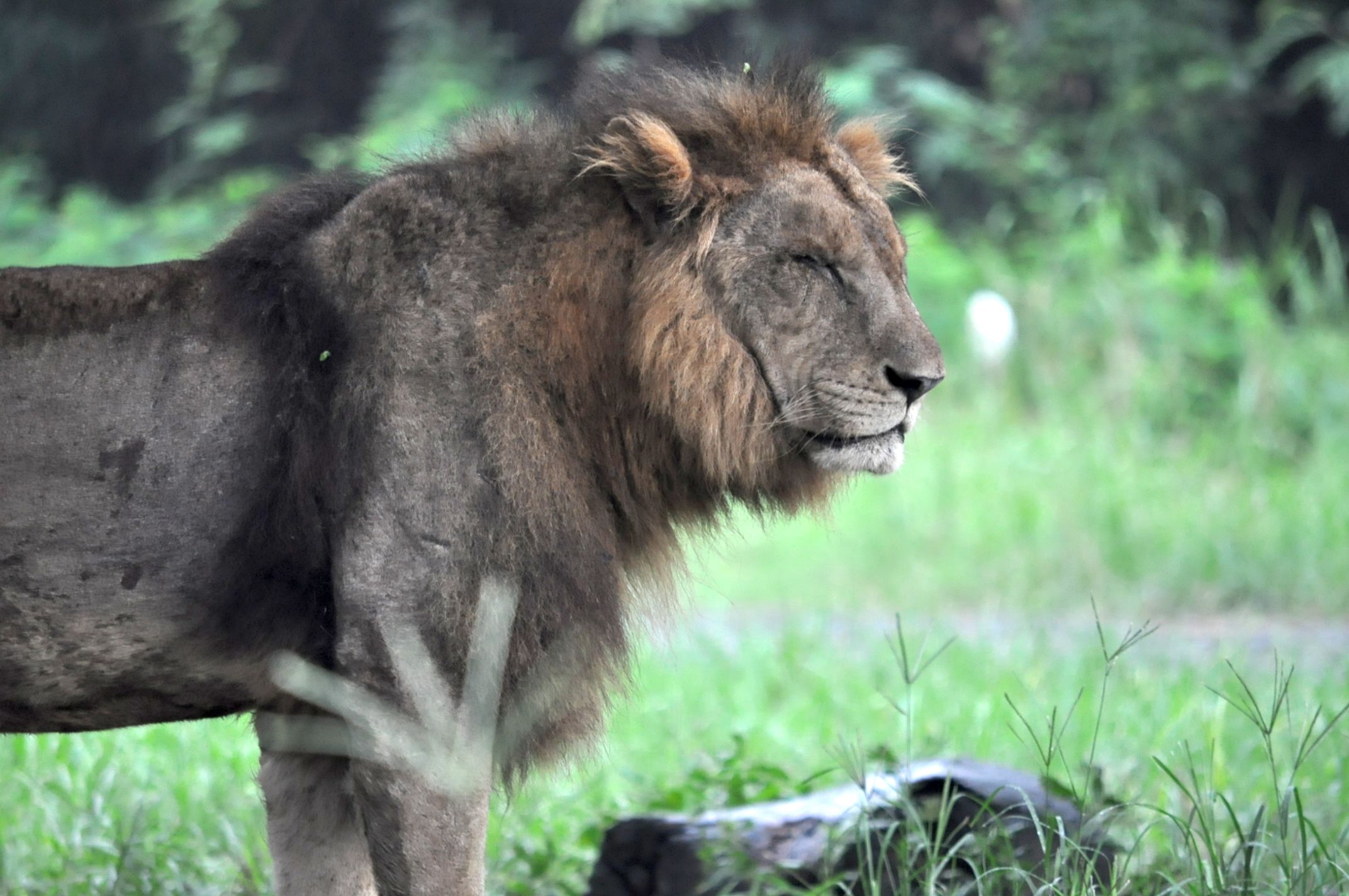 free-stock-photo-of-africa-animal-big-cat