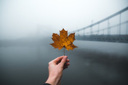 A moody morning view of a hand holding a maple leaf with a foggy bridge in Wrocław, Poland.