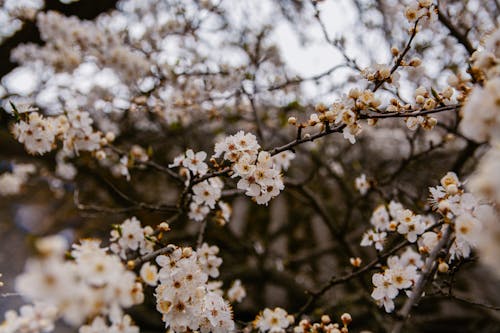 Close-Up Shot of Blooming Cherry Plum Flowers