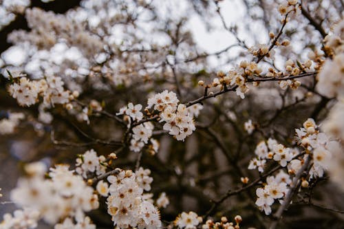 Gratis arkivbilde med flora, hvite blomster, kirsebærplomme