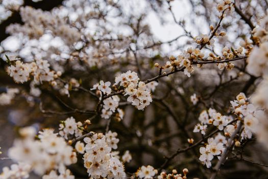 特写：春天树枝上盛开的白樱花