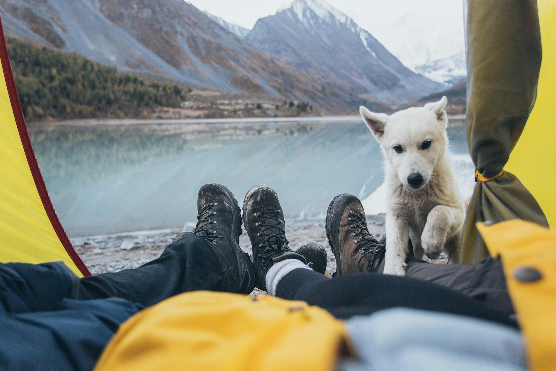 A White Dog Near the Tent with a Mountain View