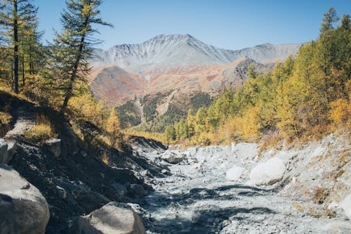 Kostenloses Stock Foto zu abenteuer, außerorts, bäume