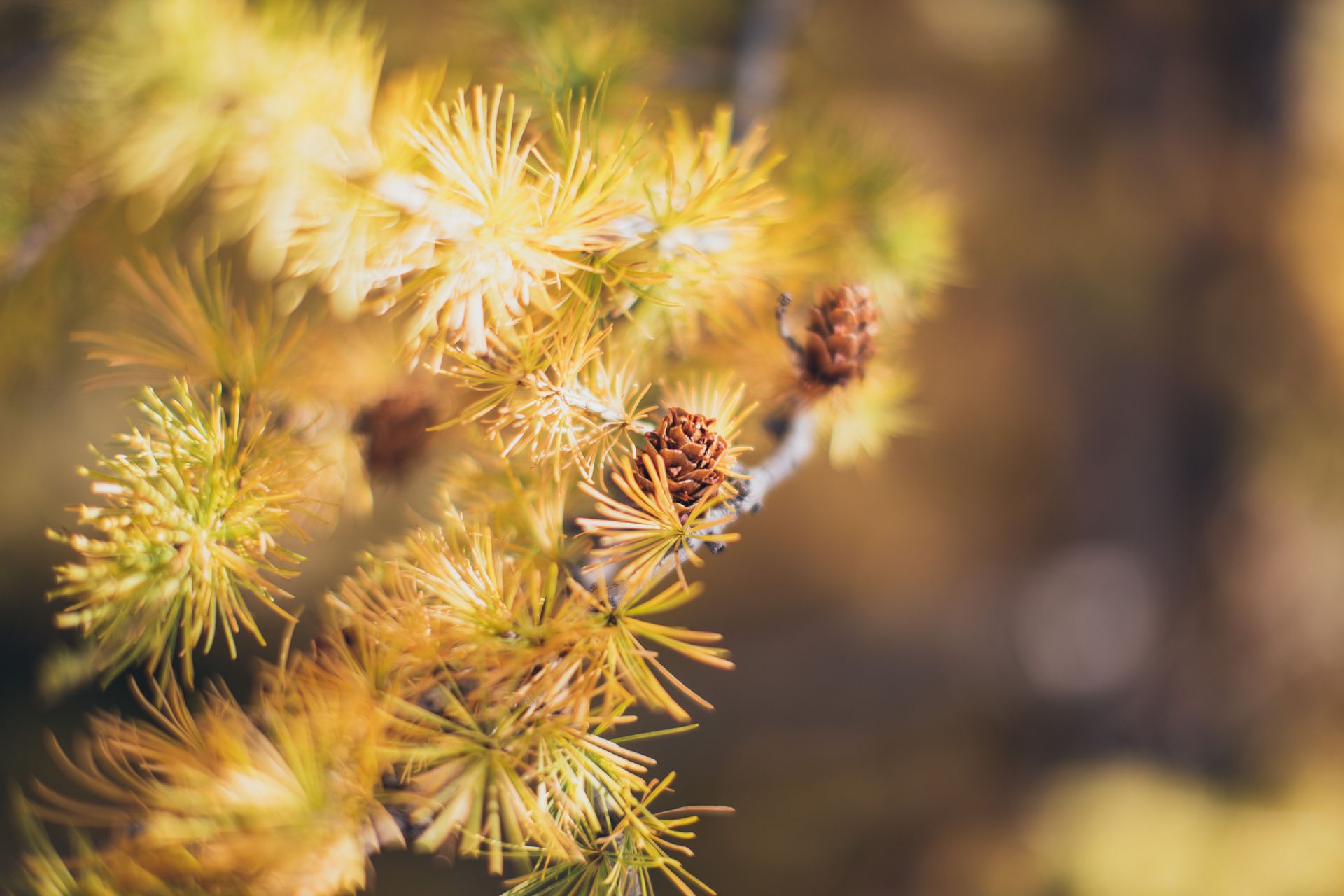 A detailed shot of pine needles and small cones with a golden autumn hue.