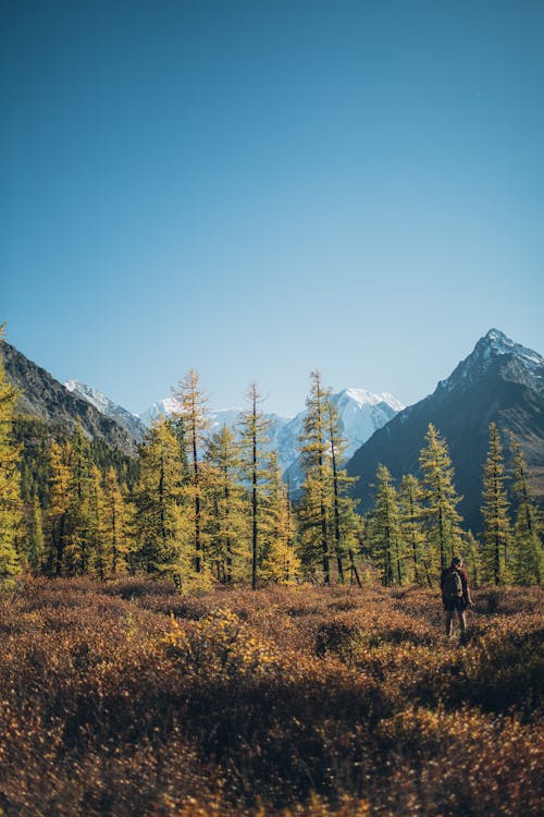 Kostenloses Stock Foto zu außerorts, bäume, berg hintergrund