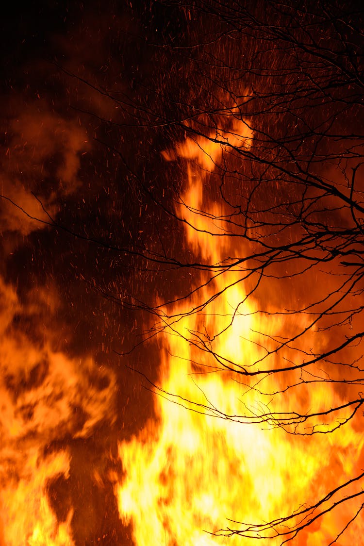 Blazing Fire Behind The Barren Branches