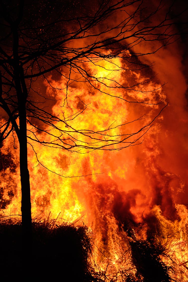 Blazing Fire Behind The Barren Tree