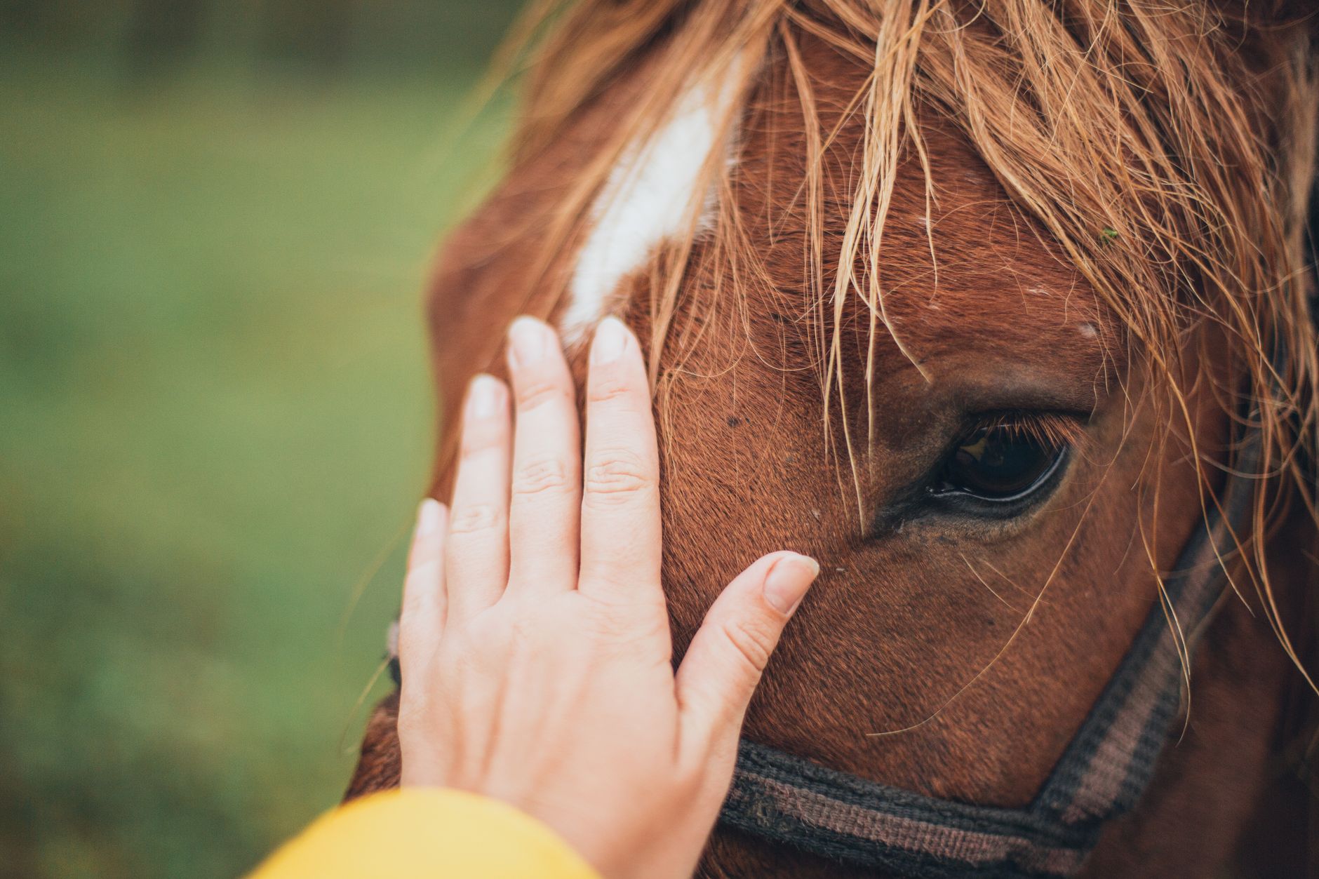 Healthcare and wellness consultation for a horse