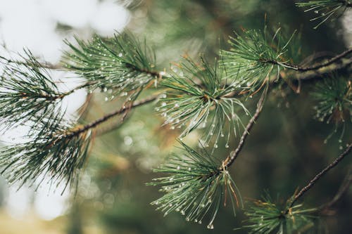 Close-Up Photo of Spruce